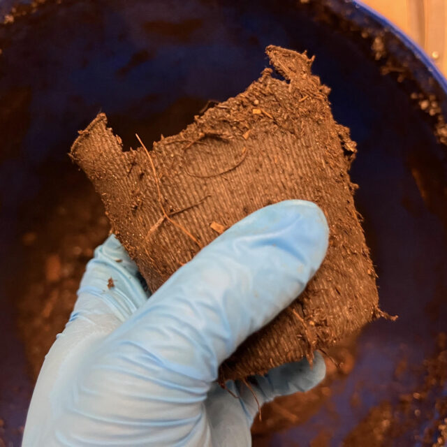 Compostable coffee cup