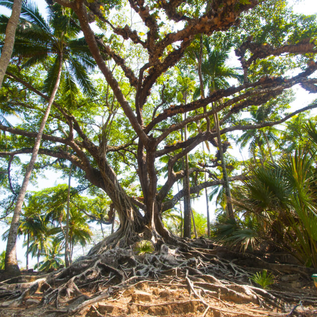 A very old banyan tree with its beautiful spreading roots,