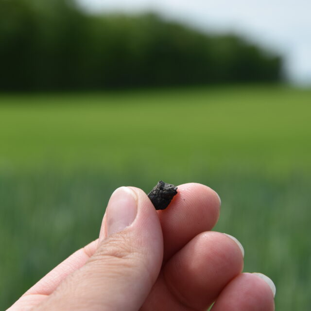 et stykke biokul mellem to fingre ude på en mark i solskinsvejr