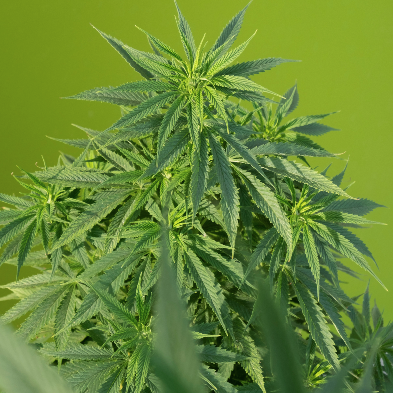 A hamp plante, der kan bruges til at lave menstruationstrusser med lav miljøbelastning